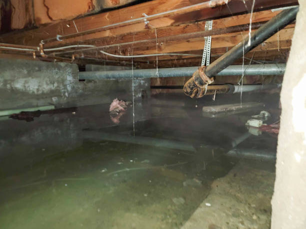 Best Water damage contractors near me  in Wollochet, WA